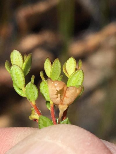 Agathosma ovalifolia, photographed by Dave U