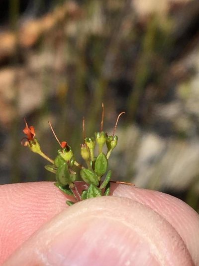 Agathosma ovalifolia, photographed by Dave U