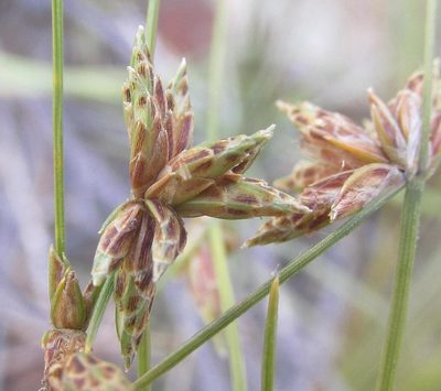 Ficinia albicans, photographed by douglaseustonbrown