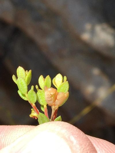 Agathosma ovalifolia, photographed by Dave U