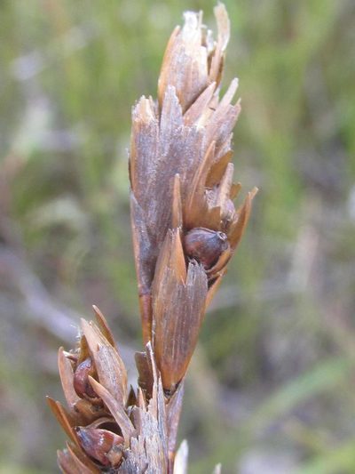 Restio vallis-simius, photographed by douglaseustonbrown