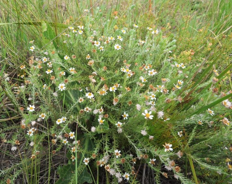 Thaminophyllum multiflorum, photographed by linkie
