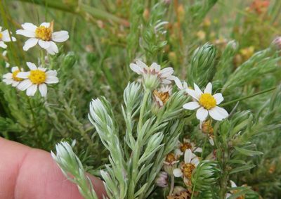 Thaminophyllum multiflorum, photographed by linkie