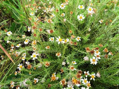 Thaminophyllum multiflorum, photographed by linkie