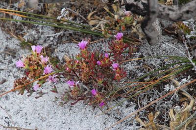 Lampranthus tenuifolius, photographed by Tony Rebelo