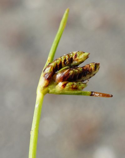 Cyperus pannonicus, photographed by Patrick Hacker