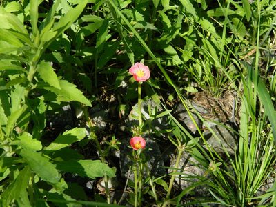 Portulaca cryptopetala, photographed by Eduardo Luis Beltrocco