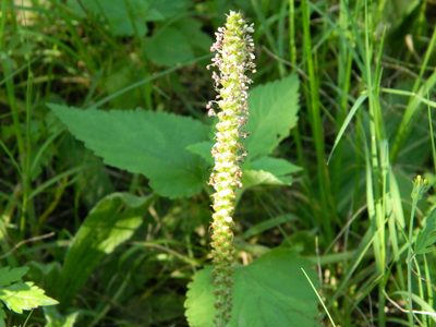 Plantago tomentosa, photographed by Eduardo Luis Beltrocco