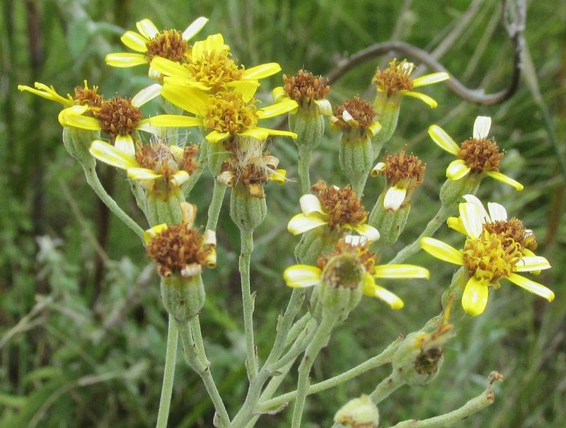 Senecio lineatus, photographed by douglaseustonbrown