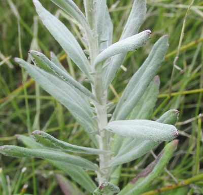 Senecio lineatus, photographed by douglaseustonbrown