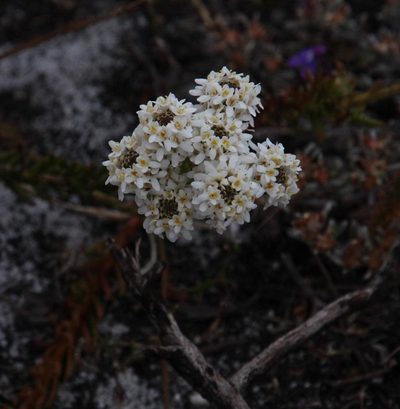 Pseudoselago gracilis, photographed by Tony Rebelo