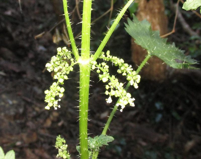 Urtica lobata, photographed by douglaseustonbrown