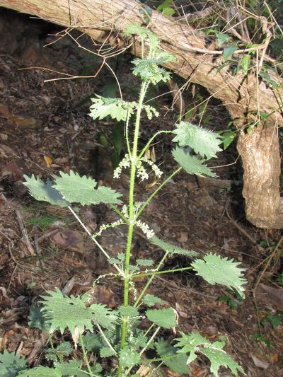 Urtica lobata, photographed by douglaseustonbrown