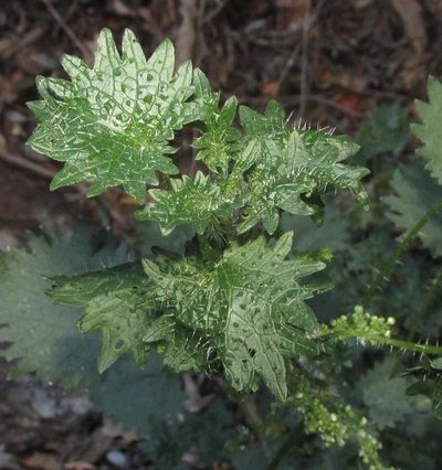 Urtica lobata, photographed by douglaseustonbrown