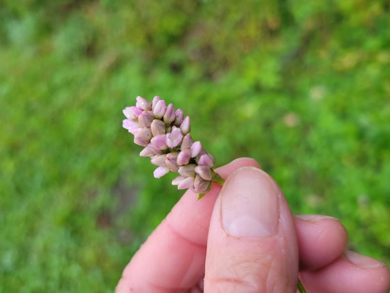 Persicaria pensylvanica, photographed by Jean Sorensen