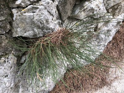 Ephedra foeminea, photographed by Pavel Kacl