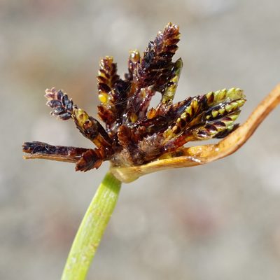 Cyperus fuscus, photographed by Patrick Hacker