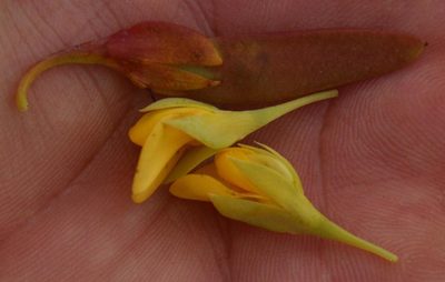 Rafnia crassifolia, photographed by Tony Rebelo
