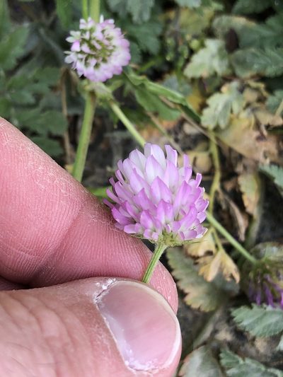 Trifolium glanduliferum, photographed by Nathan Odgers