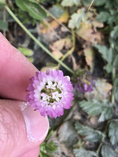 Trifolium glanduliferum, photographed by Nathan Odgers
