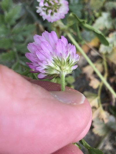 Trifolium glanduliferum, photographed by Nathan Odgers