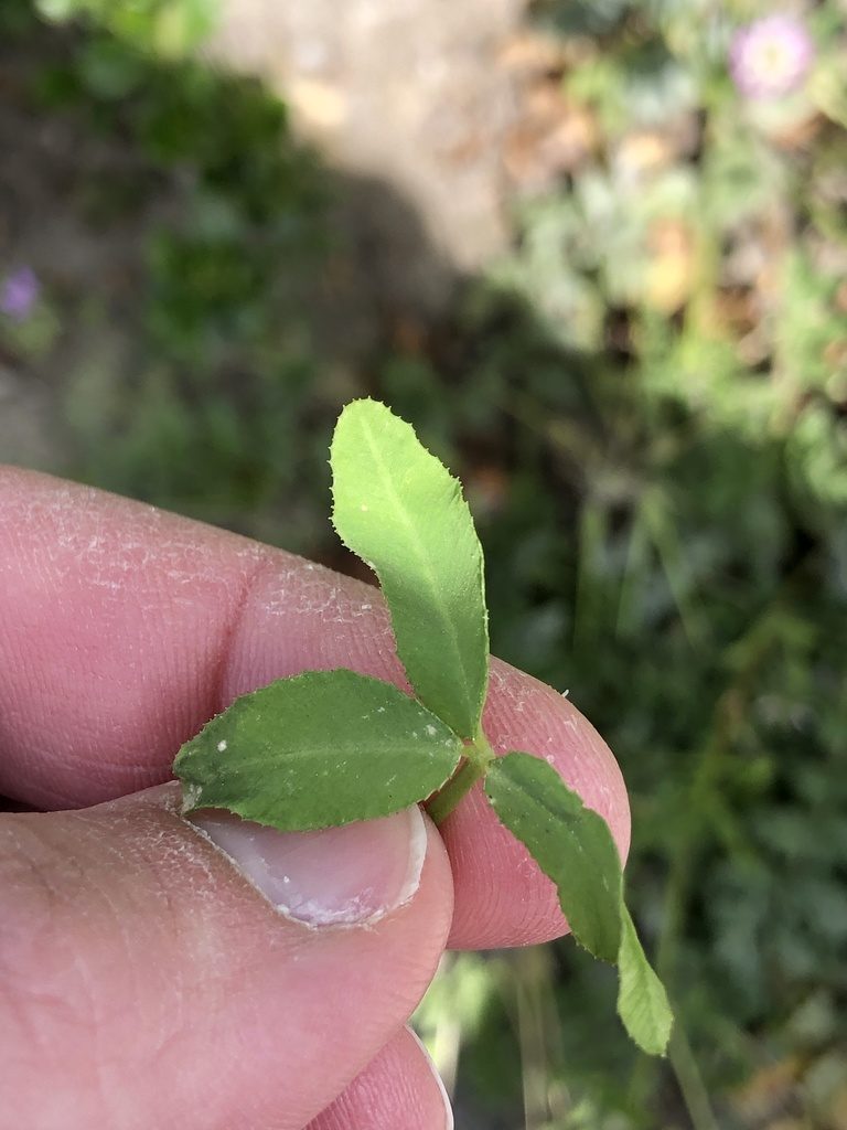 Trifolium glanduliferum, photographed by Nathan Odgers
