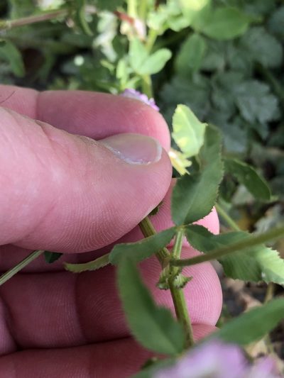 Trifolium glanduliferum, photographed by Nathan Odgers