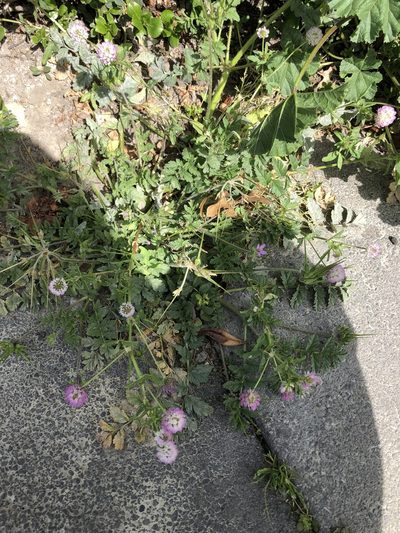 Trifolium glanduliferum, photographed by Nathan Odgers