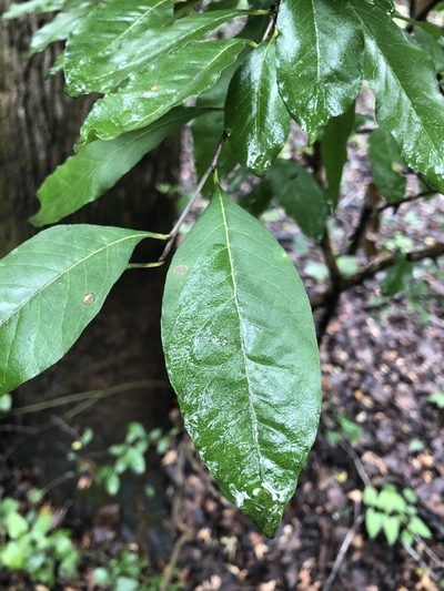 Sideroxylon lycioides, photographed by Will McFarland