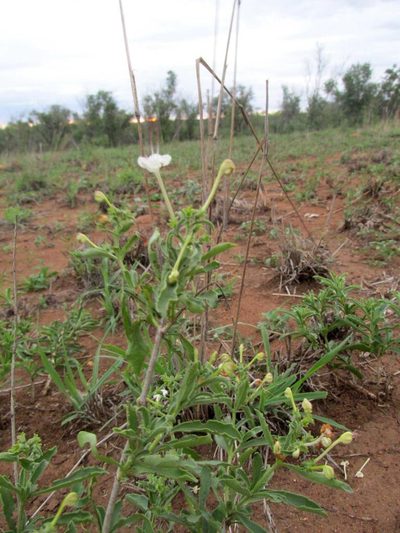 Clerodendrum ternatum, photographed by Caroline Voget