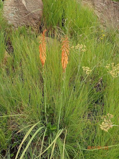 Kniphofia laxiflora, photographed by Peter Warren