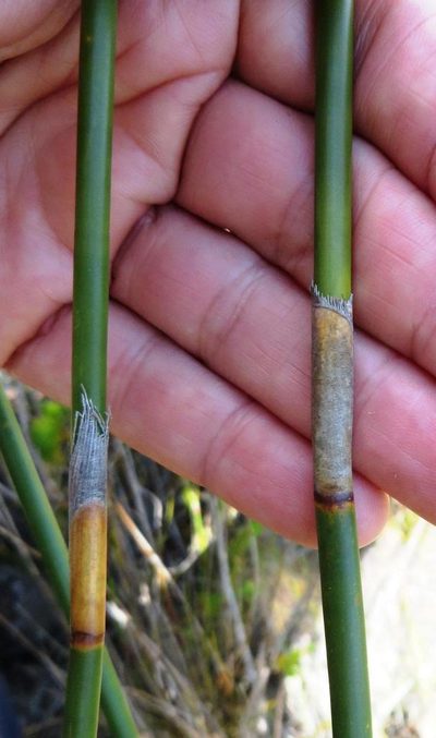 Ceratocaryum persistens, photographed by linkie