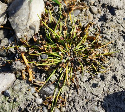 Cyperus pannonicus, photographed by Patrick Hacker