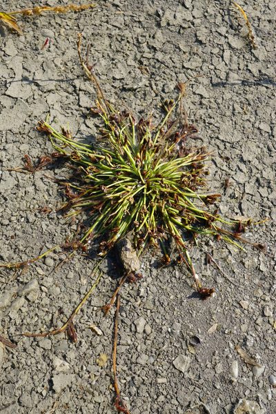 Cyperus pannonicus, photographed by Patrick Hacker