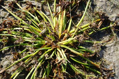 Cyperus fuscus, photographed by Patrick Hacker