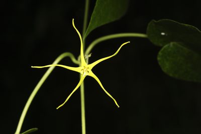 Oxypetalum cordifolium, photographed by Daniel Mesa