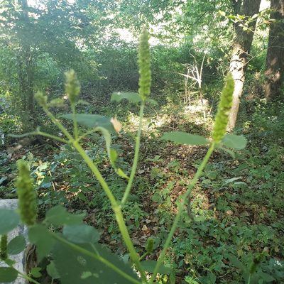 Agastache nepetoides, photographed by Robert Hoard