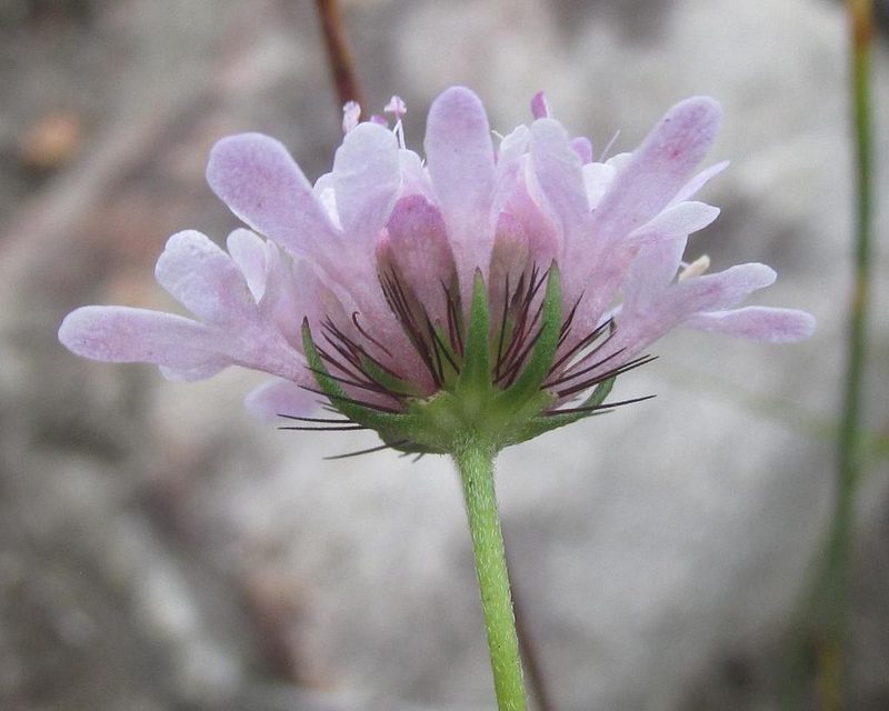 Scabiosa albanensis, photographed by douglaseustonbrown
