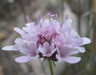Scabiosa albanensis, photographed by douglaseustonbrown