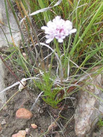 Scabiosa albanensis, photographed by douglaseustonbrown
