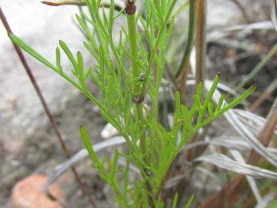 Scabiosa albanensis, photographed by douglaseustonbrown