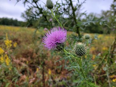 Cirsium discolor, photographed by Elias