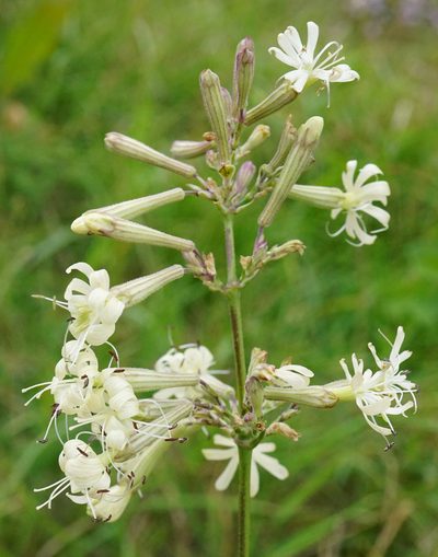 Silene multiflora, photographed by Patrick Hacker