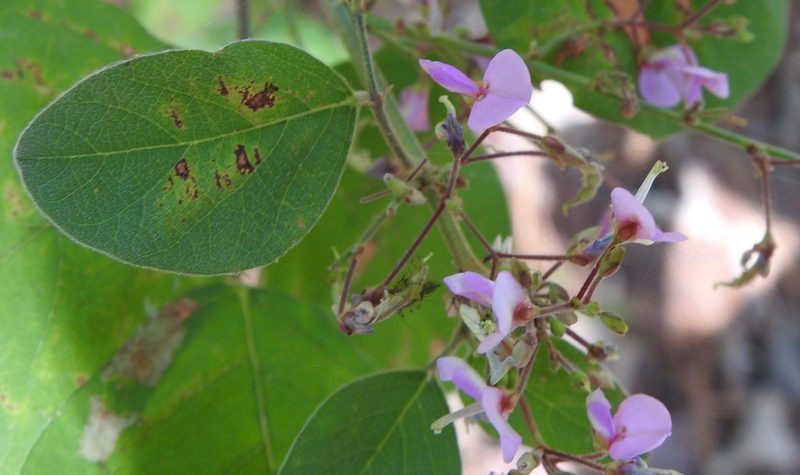 Desmodium canescens, photographed by saltyhiker