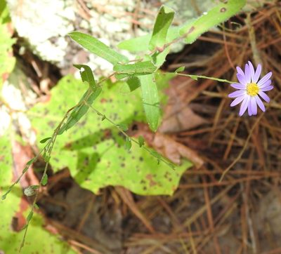 Symphyotrichum patens, photographed by saltyhiker