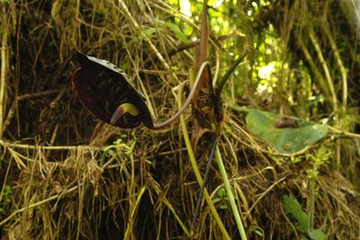 Anthurium caramantae, photographed by Daniel Mesa