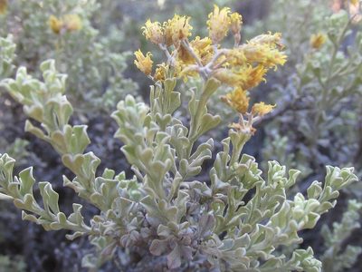 Helichrysum excisum, photographed by douglaseustonbrown