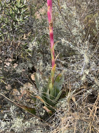Tillandsia walteri, photographed by Line Juul Nielsen