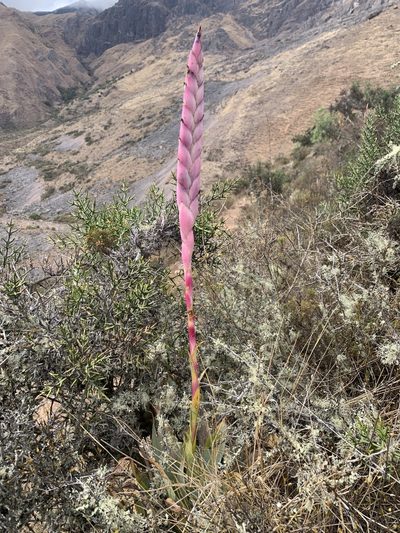Tillandsia walteri, photographed by Line Juul Nielsen
