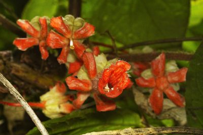 Glossoloma schultzei, photographed by Daniel Mesa